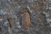 Agonopterix sp.